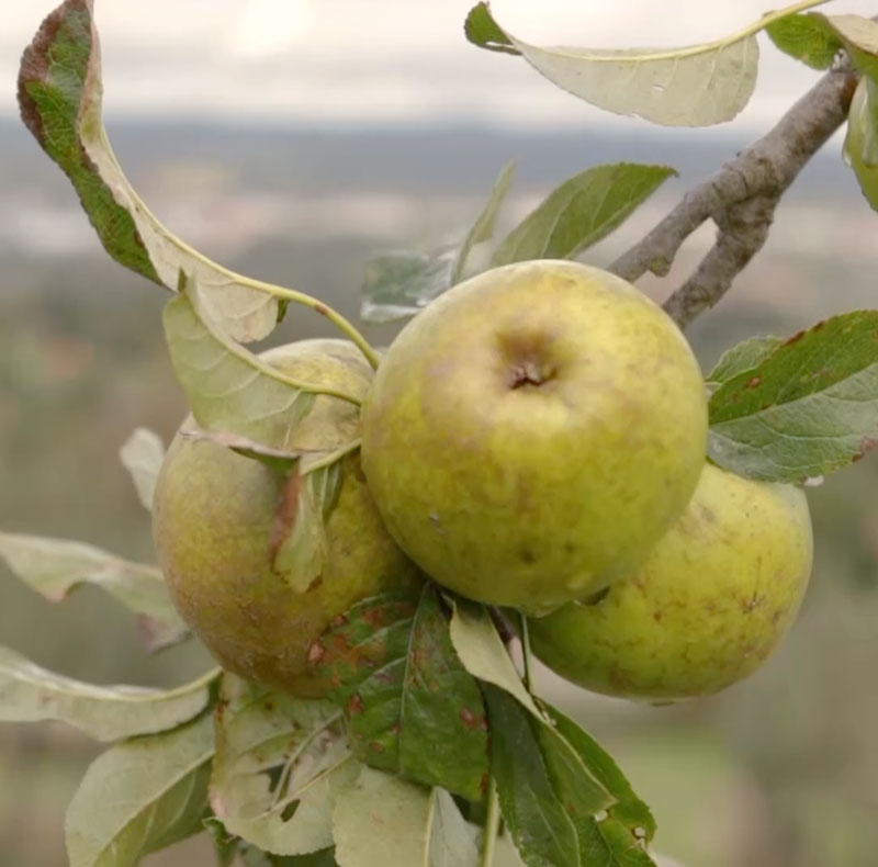 Manzana de Sidra