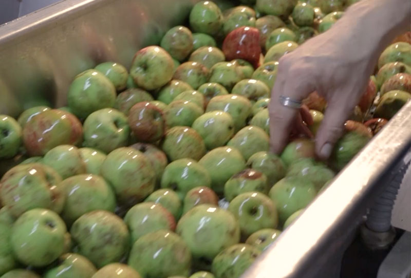 selección de la manzana